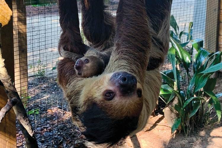 Gulf breeze zoo